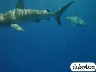 Lumoava babes swam sisään shark häkki ja snowboarding yläosattomissa